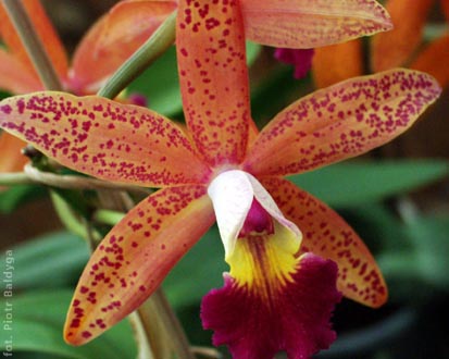 Laeliocattleya 
