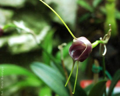 Masdevallia 
