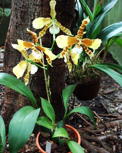 Odontoglossum 
