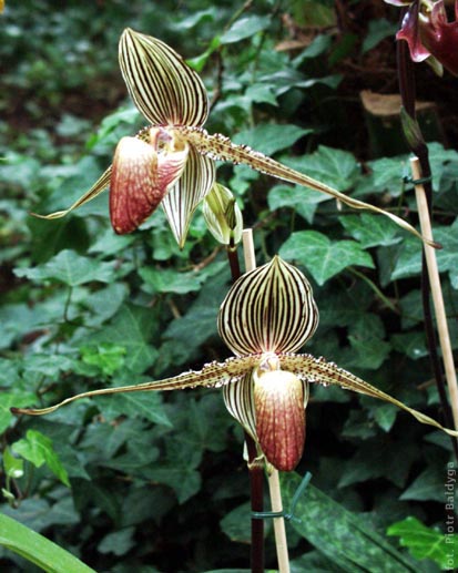 Paph  rotschildianum 
