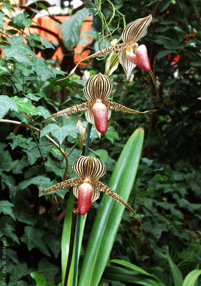 Paph  rotschildianum 
