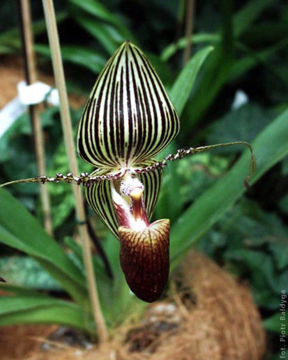 Paph  rotschildianum 
