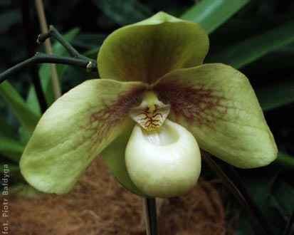 Paphiopedilum 
