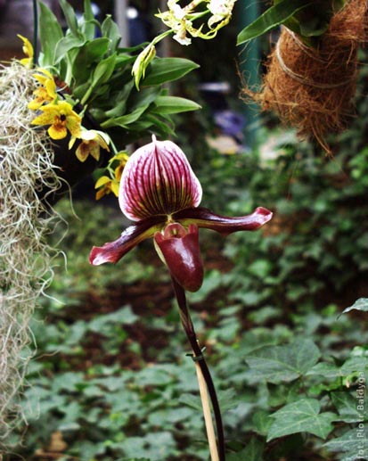 Paphiopedilum 
