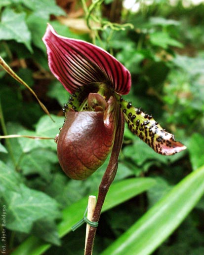 Paphiopedilum 
