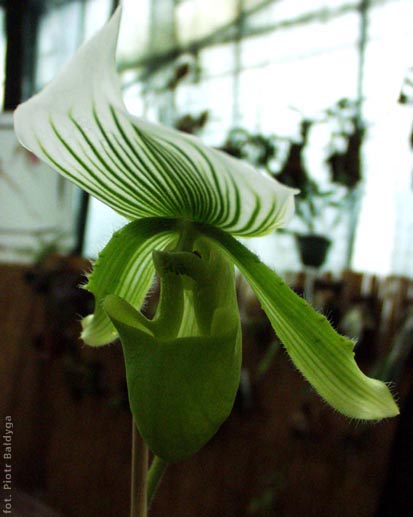 Paphiopedilum 
