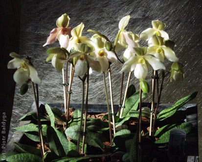 Paphiopedilum hybr  
