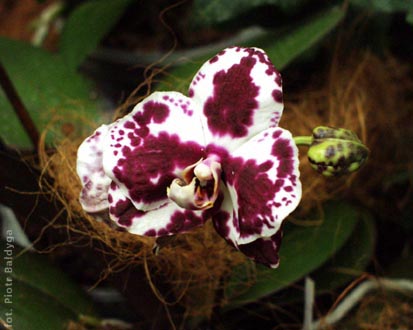 Phal  budda 
