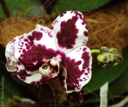 Phal  budda 
