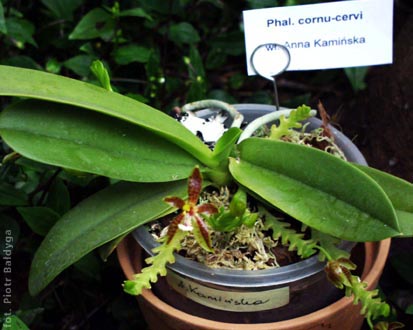 Phal  cornu-cervi
