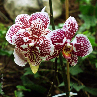 Phal  ever spring king 
