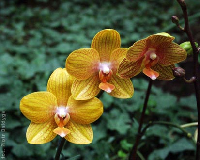 Phal  hybr  
