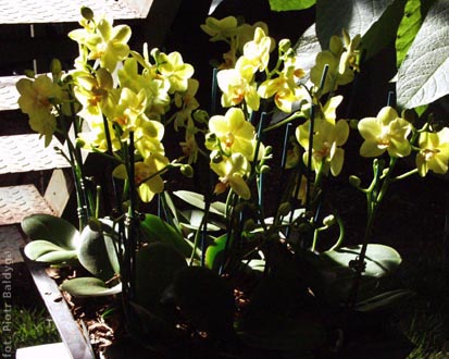 Phal  hybr  
