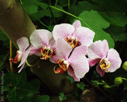 Phal  hybr  
