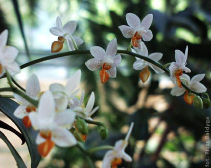 Phal  mini mark
