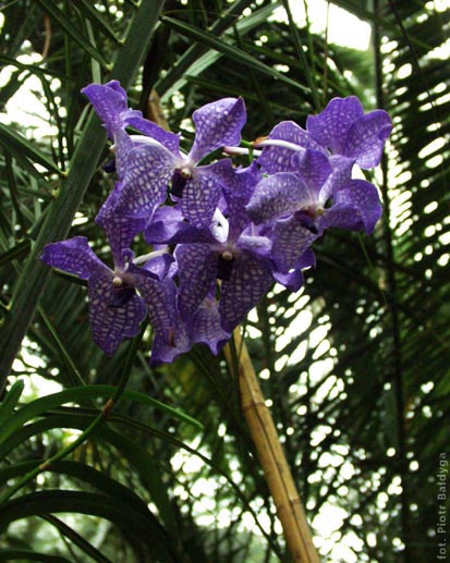 Vanda 
