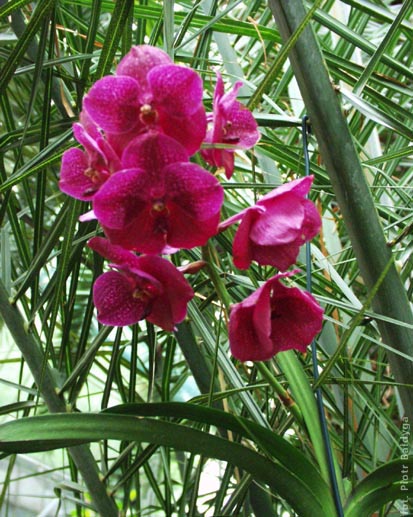 Vanda 
