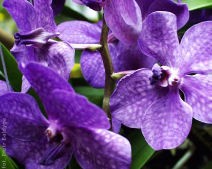 Vanda 
