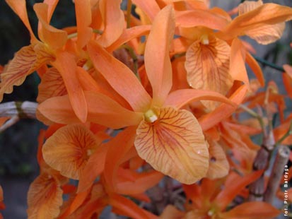 Orchidalia w Oranerii
