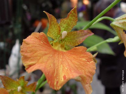 Orchidalia w Oranżerii
