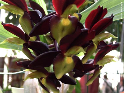 Orchidalia w Oranżerii
