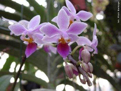 Orchidalia w Oran�erii
