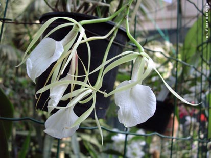Orchidalia w Oran�erii

