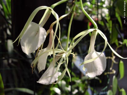 Orchidalia w Oran�erii
