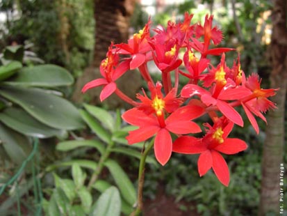 Orchidalia w Oran�erii
