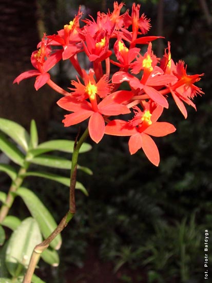 Orchidalia w Oran�erii
