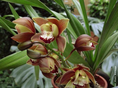 Orchidalia w Oran�erii
