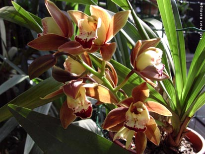 Orchidalia w Oran�erii
