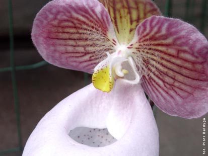 Orchidalia w Oran�erii
