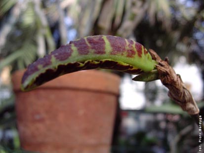 Orchidalia w Oran�erii
