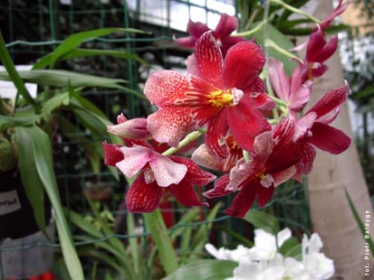 Orchidalia w Oran�erii
