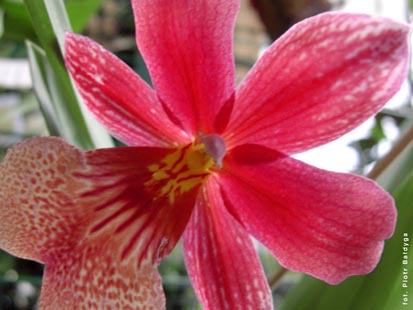 Orchidalia w Oran�erii
