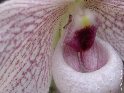 Orchidalia w Oran�erii
