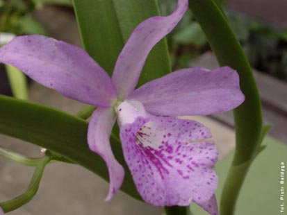 Orchidalia w Oran�erii
