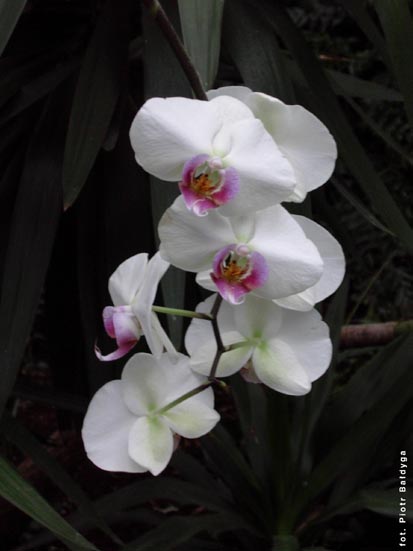 Orchidalia w Oran�erii
