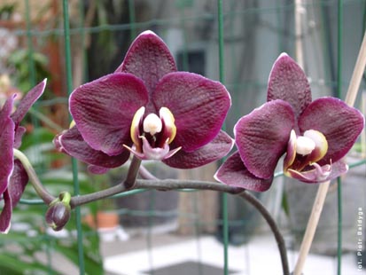 Orchidalia w Oran�erii
