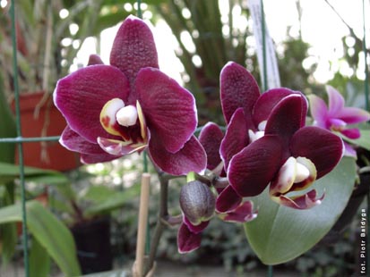 Orchidalia w Oran�erii
