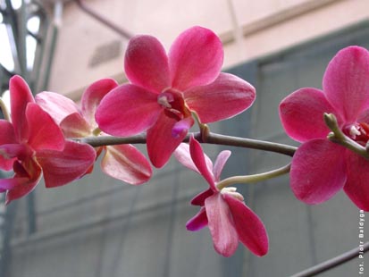 Orchidalia w Oran�erii
