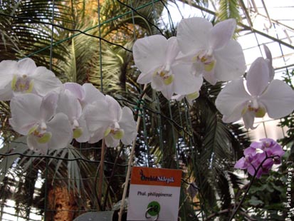 Orchidalia w Oran�erii
