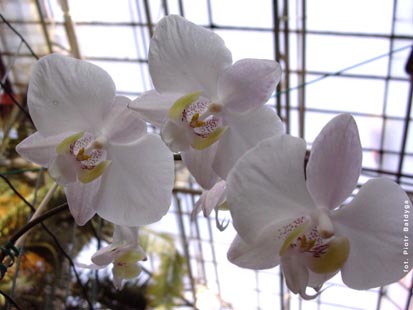 Orchidalia w Oran�erii
