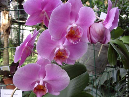 Orchidalia w Oran�erii
