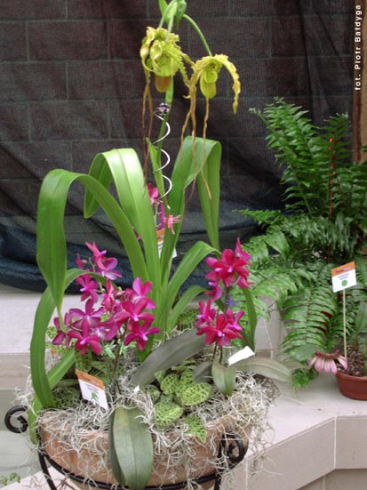 Orchidalia w Oran�erii
