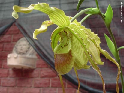 Orchidalia w Oran�erii
