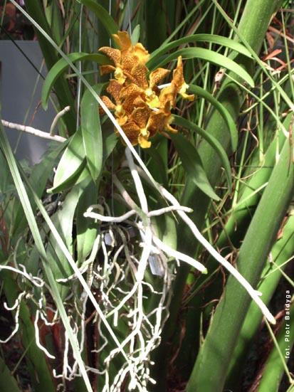 Orchidalia w Oran�erii
