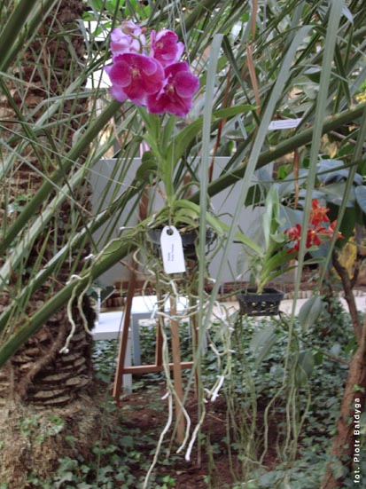 Orchidalia w Oran�erii
