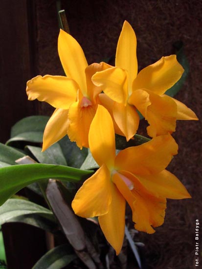 Orchidalia w Oran�erii
